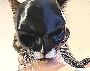 It&#39;s BAT CAT! The mask for your Dark Feline Avenger! Watch your step-bat cat is watching!!!