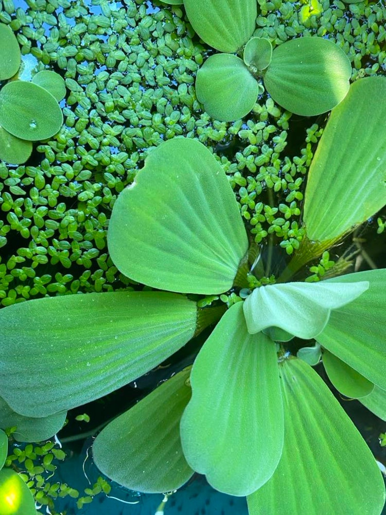 Pond Pack Hyacinths, Water Lily, Edible Canna, Duck Weed. Etsy