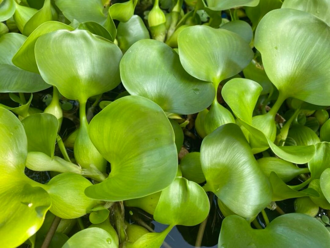 Pond Pack Hyacinths, Water Lily, Edible Canna, Duck Weed. Etsy