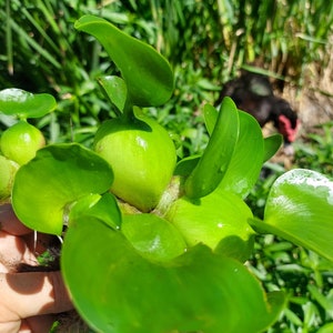 6 Water Hyacinths