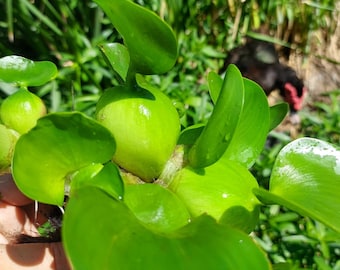 6 Water Hyacinths