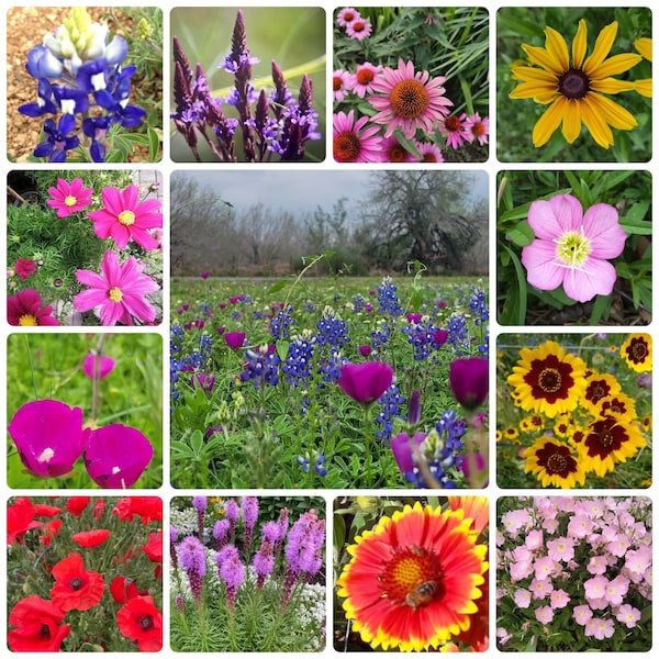 Texas Wildflower Garden SEEDS