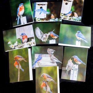 Bluebird Blank Note Cards, Flower, Blank Inside, All Occasion, Note Card, Great Gift Blueibrd enthusiast. Set of 10 cards with envelopes