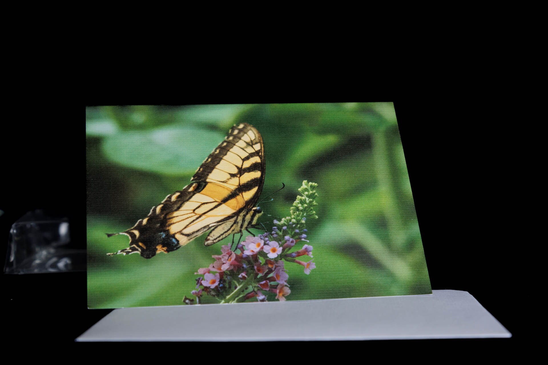 Butterfly Collection, Photo Greeting Card, Blank Inside, All Occasion ...