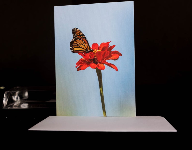 Butterfly Collection, Photo Greeting Card, Blank Inside, All Occasion ...