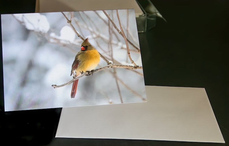 Cardinal Collection, Blank Inside Note Card, All Occasion, Note Card