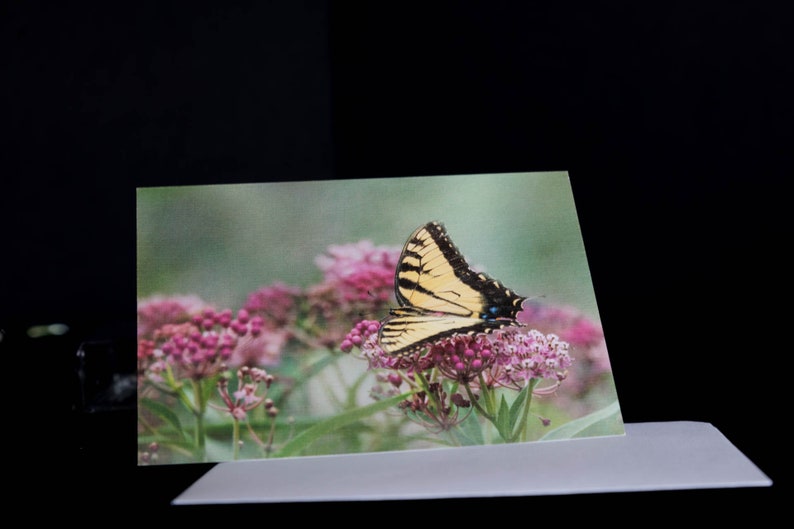 Butterfly Collection, Photo Greeting Card, Blank Inside, All Occasion ...