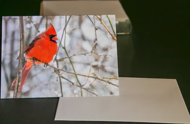 Cardinal Collection, Blank Inside Note Card, All Occasion, Note Card