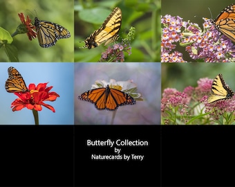 Butterfly Collection, Photo Greeting Card, Blank Inside, All Occasion, Note Card, Great Gift, Butterfly  Lover, Set of 6 cards with envelope