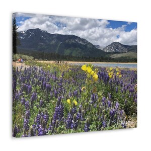 Lago Tahoe com tremoço roxo, Monte Tallac ao fundo. 20x16 polegadas.