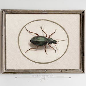 Vintage Beetle Print, Cottagecore Aesthetic, Dark Academia Illustration, Vintage Beetle Poster, 1500s Insect Painting, Rustic Art Aesthetic