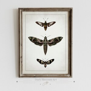 Vintage Moth Poster, Cottagecore Aesthetic, Insect Illustration, Dark Academia, Moody Art Print, Witchy Art, Aged Antique Art, Nature Art