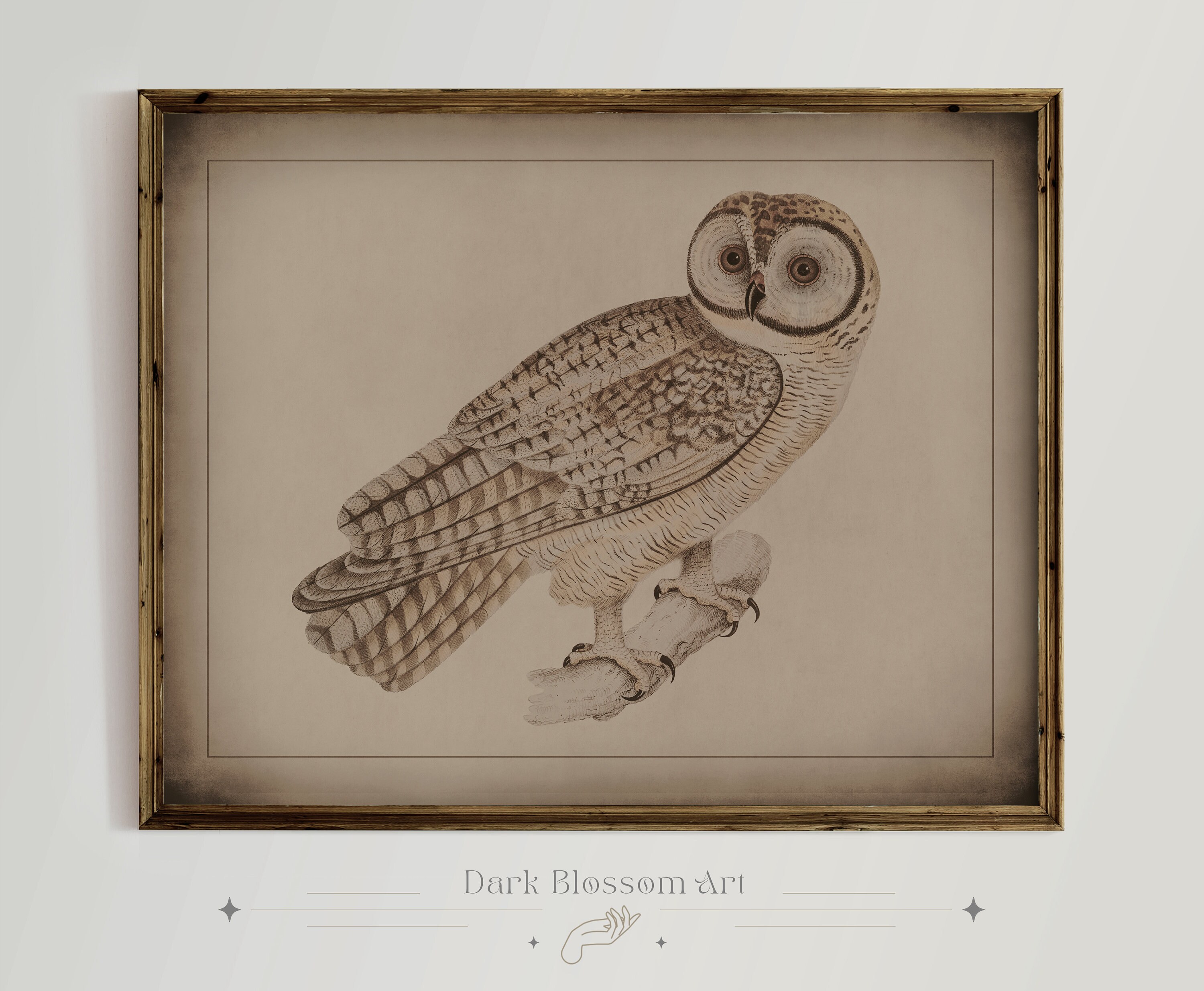 Antique Owl Print, Woodland Creature, Barn Owl, Snow Owl, Rustic Art, Dark  Academia, Light Academia, Vintage Owl Print, Neutral Tones, Bird - Etsy, image size:3000x2471