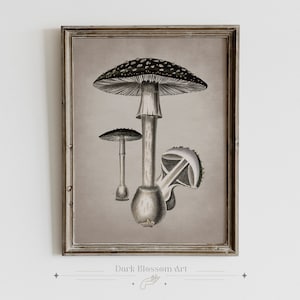 Poisonous Mushroom, Black Mushroom Print, Vintage Mushroom Print, Dark Academia, Dark Botanical Art, Dark French Country, Dark Cottagecore