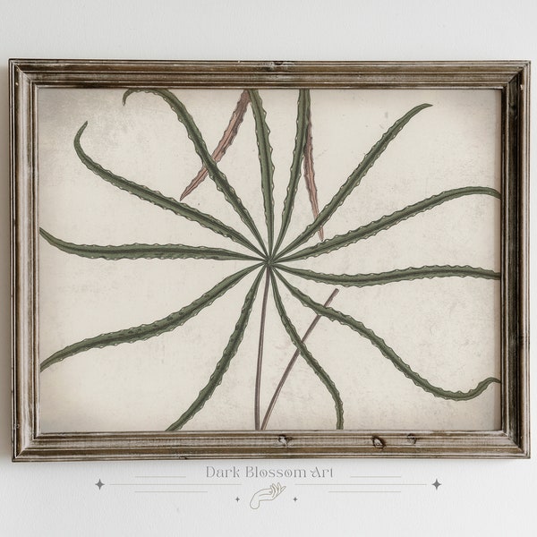 Spider Plant, Dark Cottagecore Aesthetic, Dark Academia Illustration, Aralia Veitchii, Rustic Art Aesthetic, Vintage Botanical Art Print