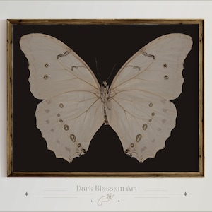 Dark Butterfly, Vintage Butterfly Print, D'Orbigny Print, Light Academia, Insect Art, Vintage Art Print, Antique Butterfly Print, Moth Art