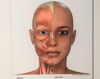 Facial Anatomy Dry Erase Board for Note Taking/Charting, Facial Muscles Labeled, Cosmetic Injector Tool, Training Visual Aid