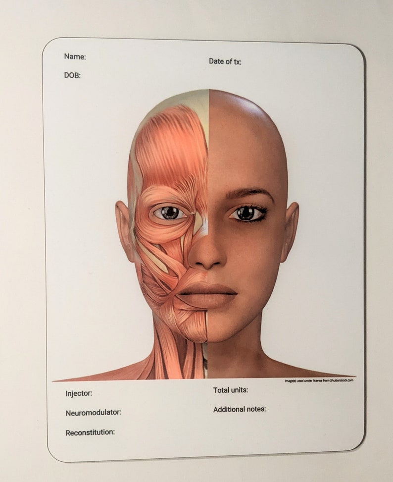 Facial Anatomy Dry Erase Board for Note Taking/charting Etsy