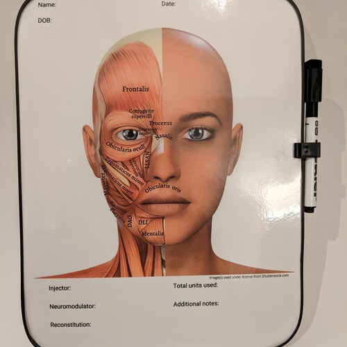 Facial Anatomy Dry Erase Board for Note Taking/charting Etsy