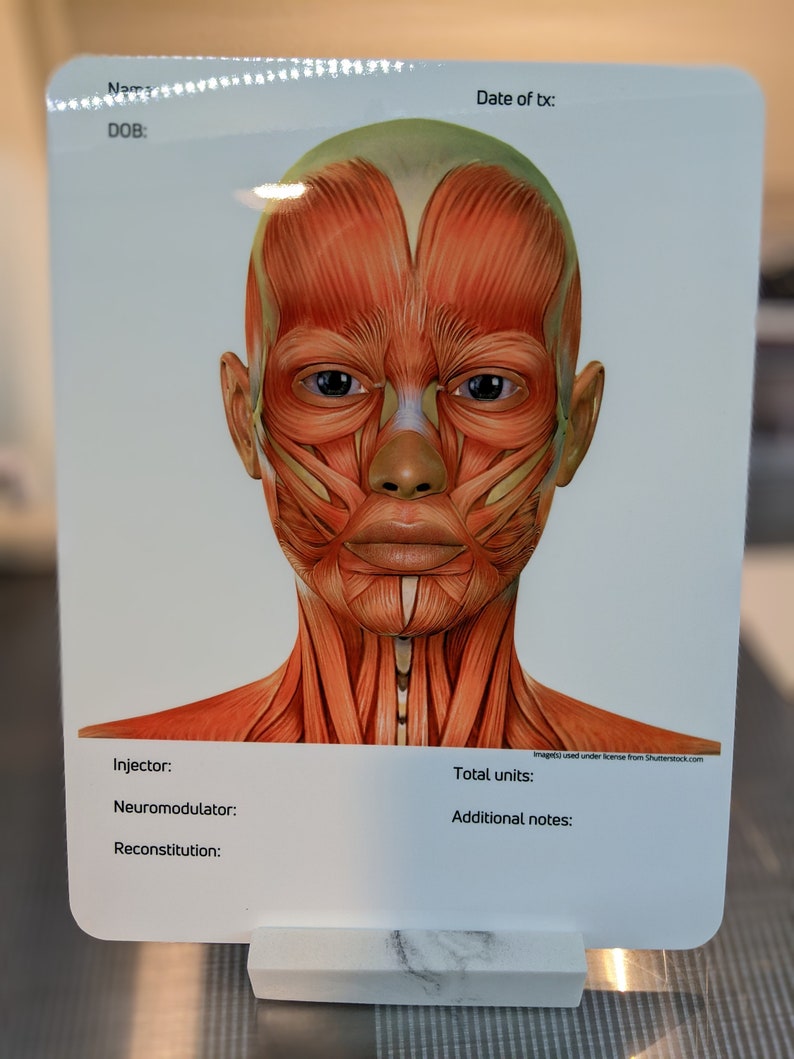 Charting Injector Face Facial Anatomy Dry Erase Board for Note Taking/charting, Facial Muscles ...