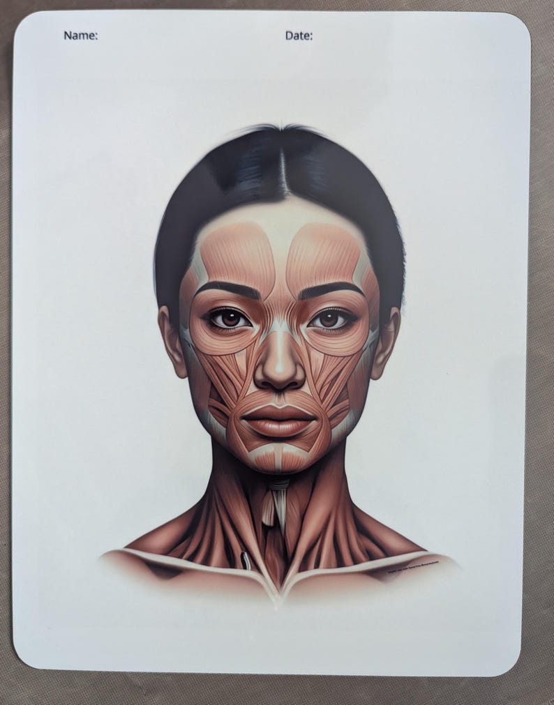 Charting Injector Face Facial Anatomy Dry Erase Board for Note Taking/charting, Facial Muscles ...