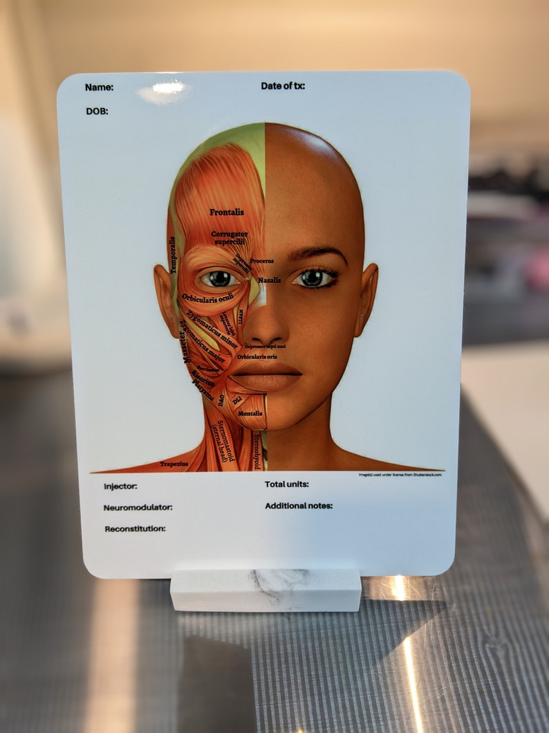 Facial Anatomy Dry Erase Board for Note Taking/charting Etsy