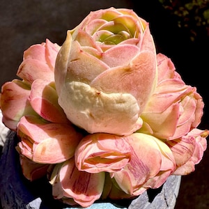 Rare Succulent: Imported greenovia mountain rose live rose Pink Palma hybrid 3.5” 17 heads cluster pink live plant houseplant (NO POT)