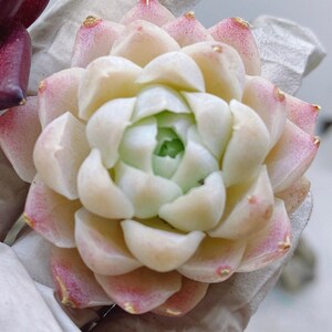 May include: Close-up of two succulent plants. One is a deep burgundy color, and the other is a light pink and cream color. The succulent leaves are tightly packed in a rosette shape. The plants are held in a gloved hand.