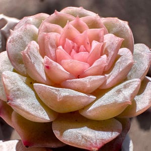 May include: Close-up of a succulent plant with layered, fleshy leaves. The center of the plant is a soft pink, transitioning to pale green and white at the edges. The tips of the leaves have a reddish hue, creating a gradient effect.