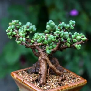 Rare Succulent: Cool beautiful succulent Astridia velutina string variegated live plant houseplant bonsai favorite NO POT