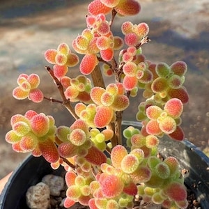 May include: A succulent plant with small, rounded, textured leaves that transition in color from light green at the base to a vibrant reddish-orange at the tips. The plant grows on thin, woody stems and is potted in a dark container with soil.