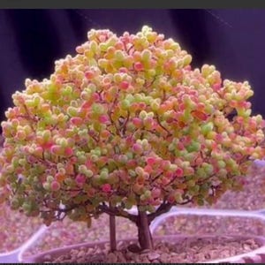 May include: A small, potted succulent plant with a tree-like form. The plant features rounded, colorful leaves in shades of green, pink, and yellow. The trunk is brown, and the plant is set in a light-colored pot.