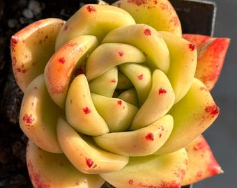 Rare succulent: imported Echeveria hybrid Golden Agavoides huge single  live plant houseplant