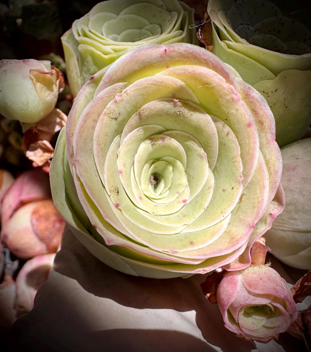 Pink Roes Real Rare Succulent: Imported Pink Rose Real Plants, Greenovia Aurea Sp Pink ...