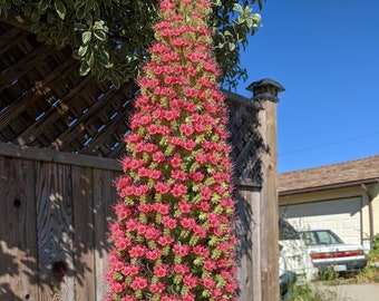 Tower of Jewels (10 fresh seeds) (Echium wildpretii) from CA, rare, breathtakingly beautiful, easy to propagate, drought tolerant!