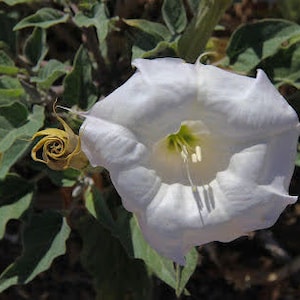 Datura (Sacred) (20! FRESH) Datura Wrightii Moonflower Seeds from California
