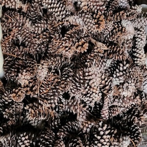 May include: A large pile of brown pine cones, some open and some closed, with a rough, textured surface.