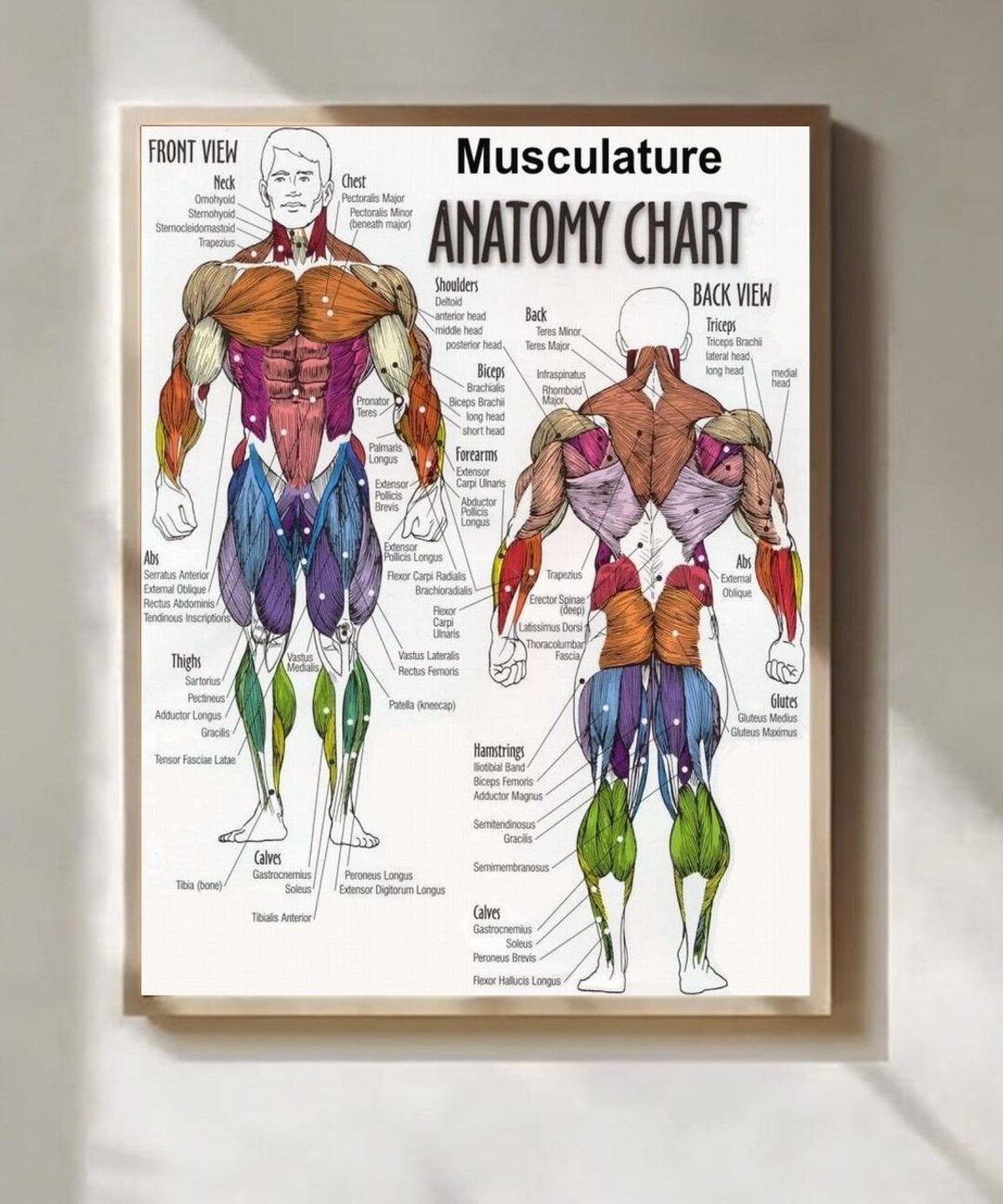 Muscles More Anatomy Diagram Muscle Diagram Poster - Etsy Australia