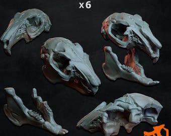 ドブネズミの頭蓋骨 (Rattus norvegicus) 本物の頭蓋骨。齧歯動物