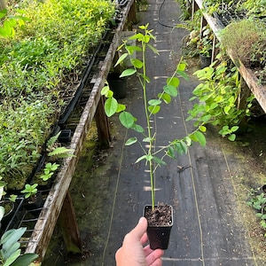 Katuk, Sweetleaf Bush, Asparagus Tree, Sauropus androgynous, 1 live plant 2.5” pot, Free shipping on orders 35 dollars or more!