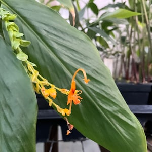 Dancing ladies ginger, Yellow Globba, Globba shomburgkii, 1 Live plant 2.5” pot. Free shipping!
