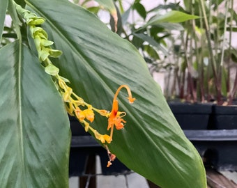 Dancing ladies ginger, Yellow Globba, Globba shomburgkii, 1 Live plant 2.5” pot. Free shipping!