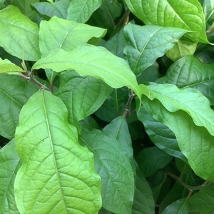 May include: Close-up of a lush green plant with large, textured leaves. The leaves are arranged in a dense cluster, creating a vibrant and natural backdrop.