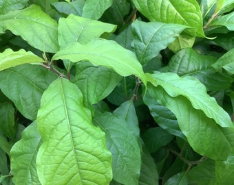 Anamu, Guinea Henweed, Mucura, 1 Live plant 2.5” pot. Free shipping on order 35 dollars or more!
