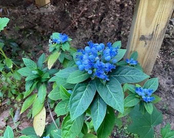 Chinese Quinine, Blue Evergreen Hydrangea, Dichroa febrifuga, 1 live plant 2.5” pot, Free shipping on orders 35 dollars or more!