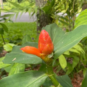 1 live plant, Spiral ginger, Costus woodsonii, Live plant 2.5” pot. Free shipping on orders 35 dollars or more!