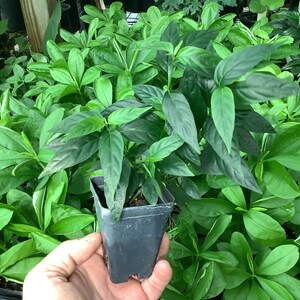 May include: A small green plant with dark green leaves in a black plastic pot. The plant is being held by a hand.