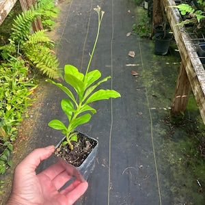 1 plant, Java Ginseng, Jewels of Opar, Sour leaf, Talinum paniculatum, 1 Live plant 2.5” pot. Free  shipping on orders 35 dollars or more!