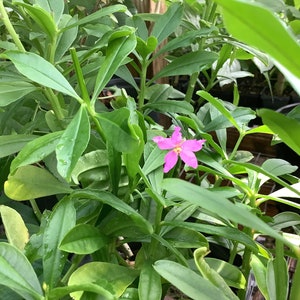 1 live plant, Water Leaf, Java Ginseng, Sour Leaf, Talinum triangulare, 1 Live plant 2.5” pot. Free shipping on orders 35 dollars or more!