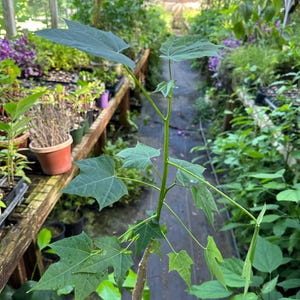 Chaya,  Mayan Spinach Tree, Cnidoscolus chayamansa, 1 live plant 2.5” pot, Free shipping on orders 35 dollars or more!